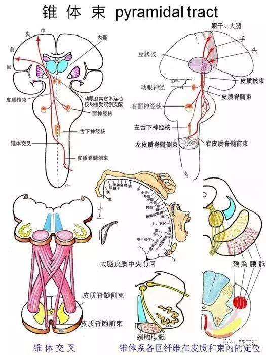 鸭脖官网