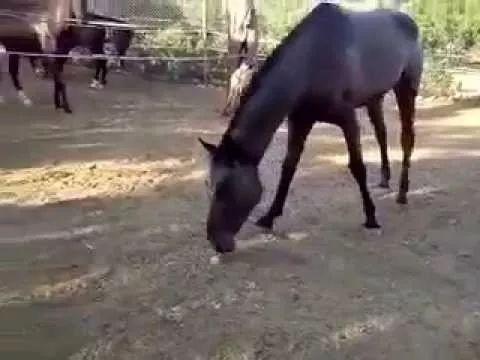 鸭脖官网