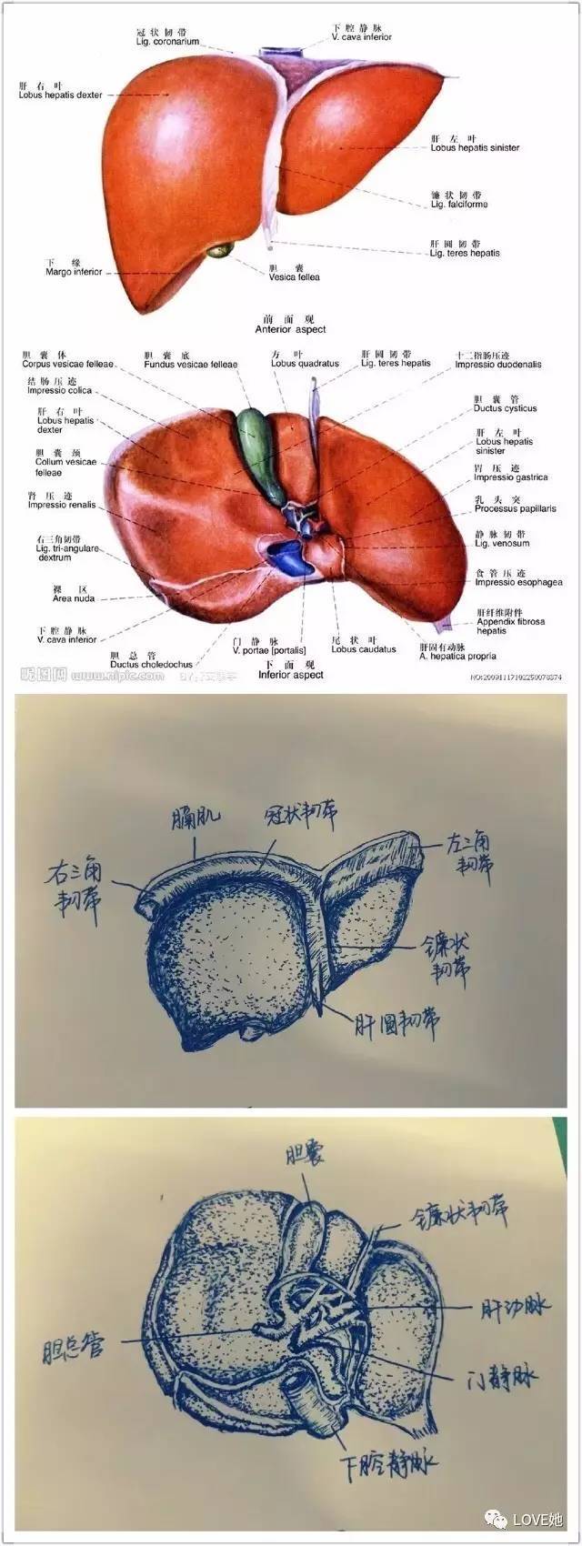 鸭脖官网登录